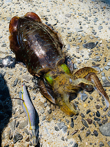 アオリイカの釣果