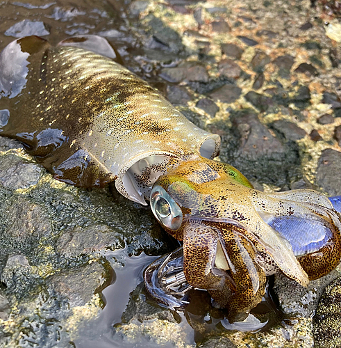 アオリイカの釣果