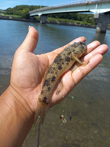 マハゼの釣果