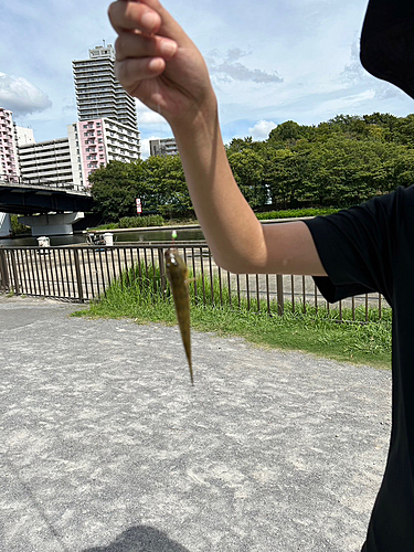 ハゼの釣果