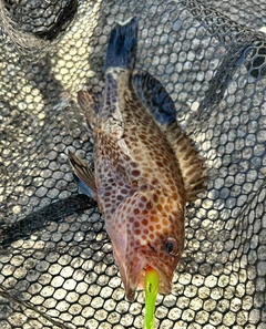 オオモンハタの釣果