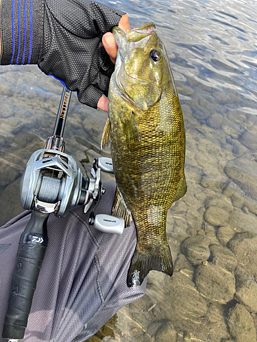 スモールマウスバスの釣果