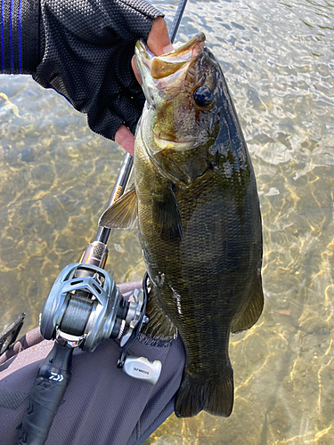 スモールマウスバスの釣果