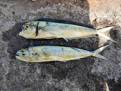 シイラの釣果