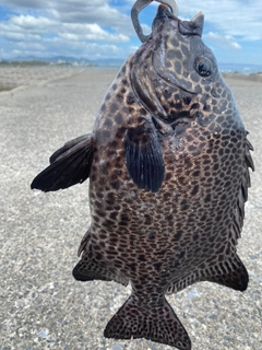 イシガキダイの釣果