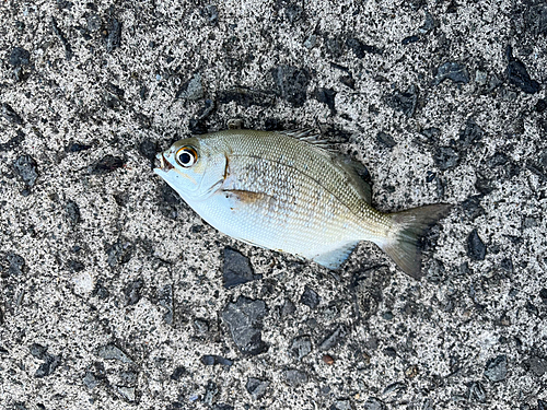 イスズミの釣果