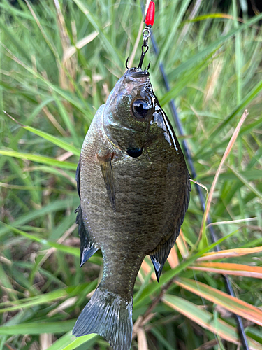 ブルーギルの釣果