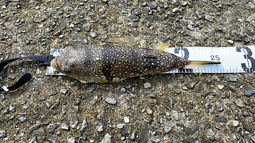 コモンフグの釣果