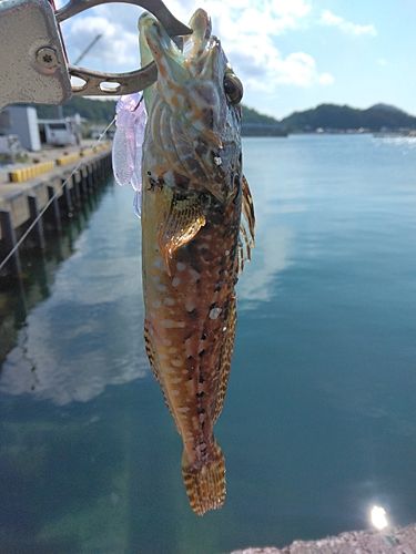 アナハゼの釣果
