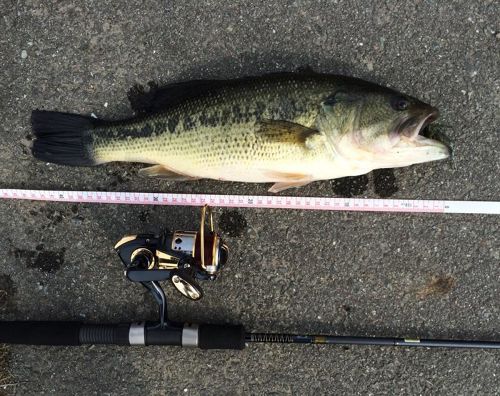 ブラックバスの釣果