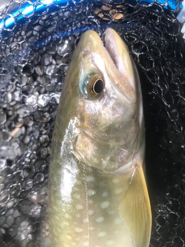 アメマスの釣果