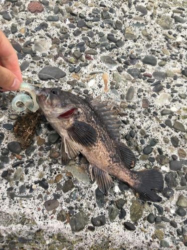 クロソイの釣果