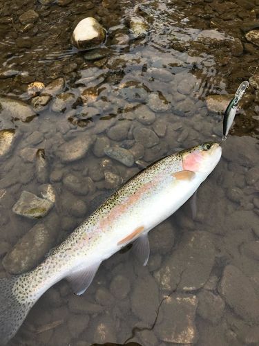 ニジマスの釣果