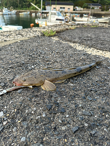 マゴチの釣果