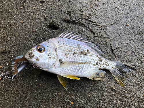 キビレの釣果