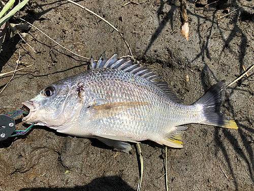 キビレの釣果