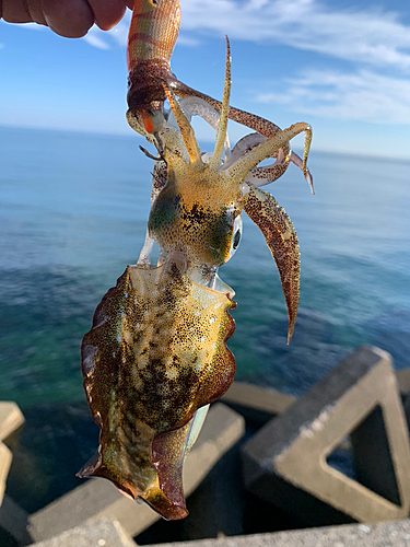 アオリイカの釣果