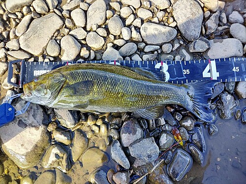 スモールマウスバスの釣果