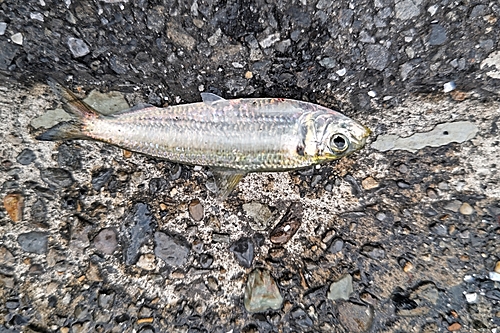 イシモチの釣果