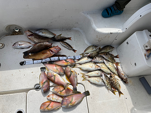 アコウの釣果