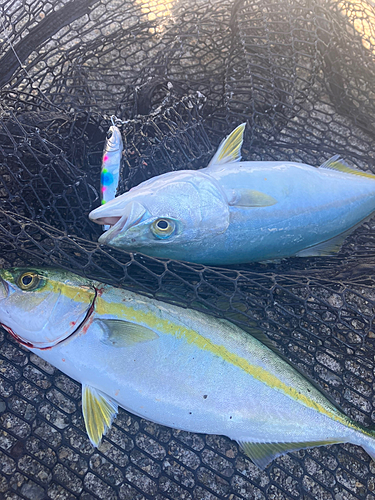 ツバイソの釣果