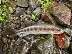 アマゴの釣果