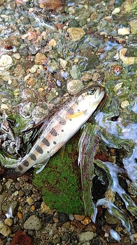 ヤマメの釣果