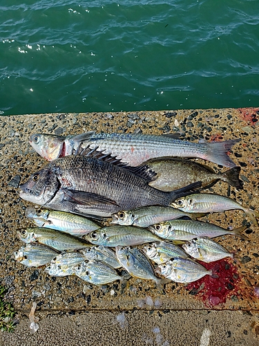 チヌの釣果