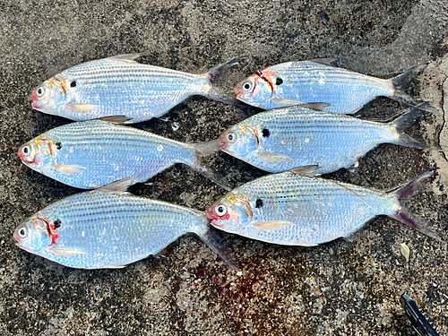 リュウキュウドロクイの釣果