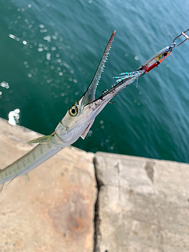 ハマダツの釣果