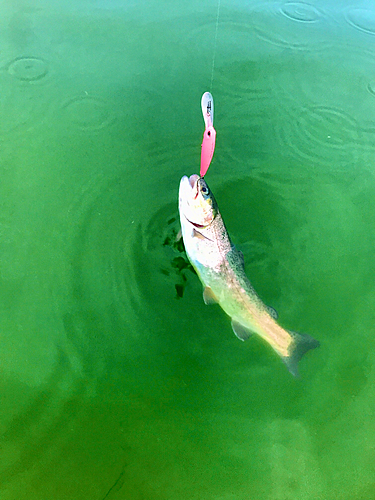 レインボートラウトの釣果