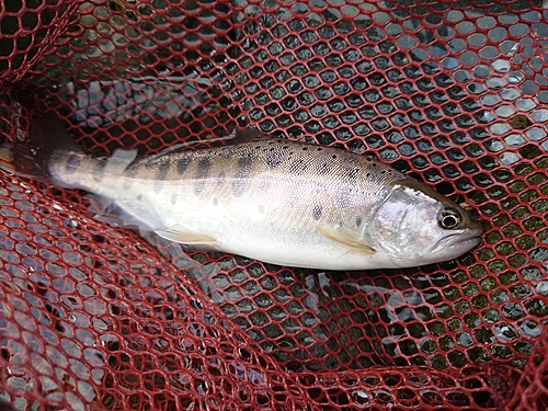 ヤマメの釣果