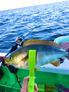 イサキの釣果