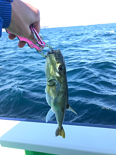 シロサバフグの釣果