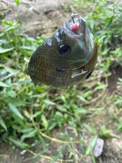 ブルーギルの釣果