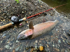 ニジマスの釣果