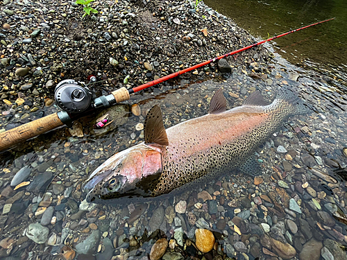 ニジマスの釣果