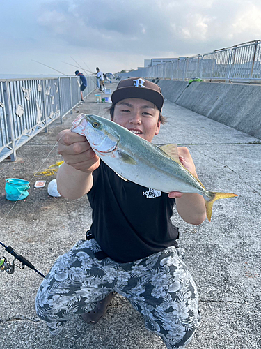 ツバスの釣果