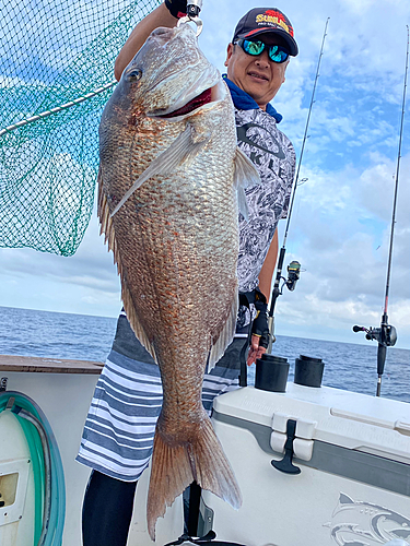 マダイの釣果