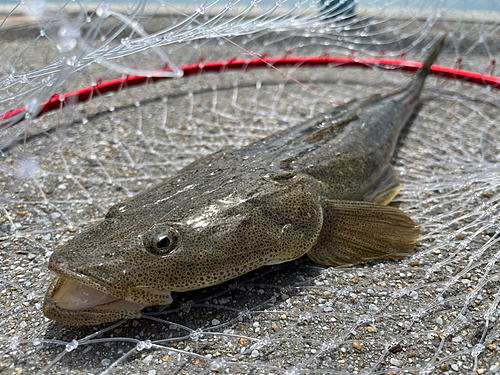 マゴチの釣果