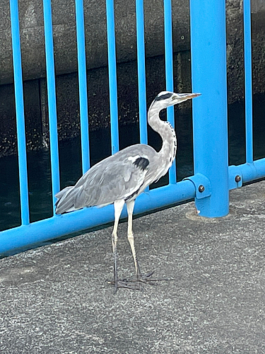 アイゴの釣果