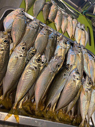 アジの釣果