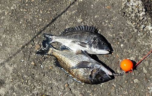 チヌの釣果