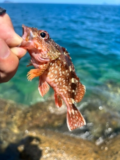 アラカブの釣果