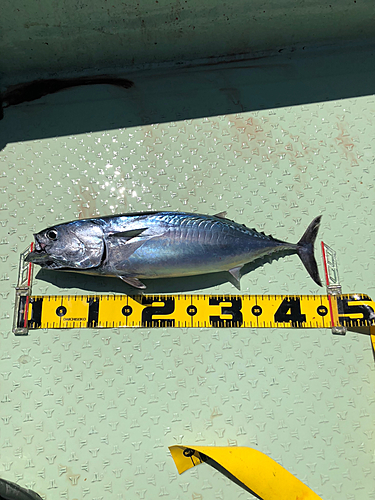 ソウダガツオの釣果