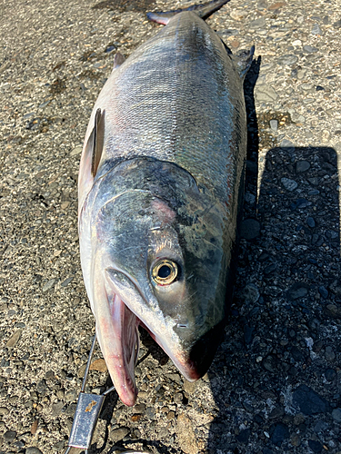 アキアジの釣果