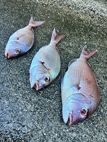 マダイの釣果