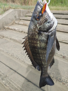 チヌの釣果