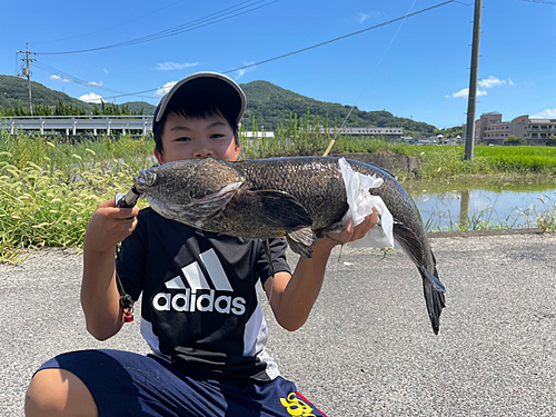 ライギョの釣果