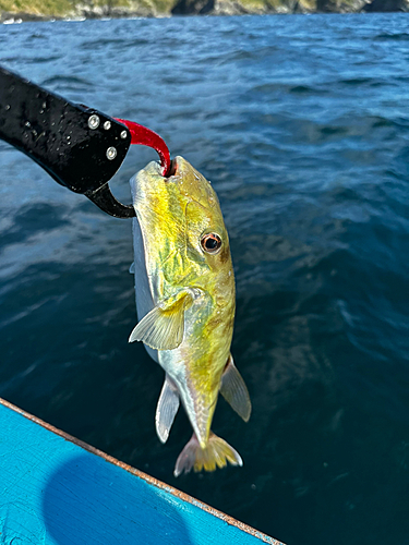 クロサバフグの釣果